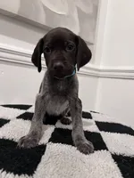 Light Blue Female, a female German Shorthaired Pointer for sale in Lyons, GA – 2 of 3