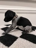Beige Male, a male German Shorthaired Pointer for sale in Lyons, GA – 2 of 2