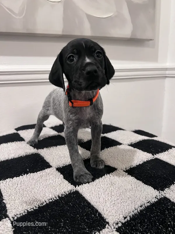 Orange Male – German Shorthaired Pointer puppy on hold in Lyons, GA