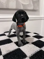 Orange Male, a male German Shorthaired Pointer for sale in Lyons, GA – 1 of 2