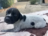 Black Roan Male 1 , a male German Shorthaired Pointer for sale in Lyons, GA – 1 of 3