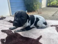 Black Roan Male 2, a male German Shorthaired Pointer for sale in Lyons, GA – 1 of 1