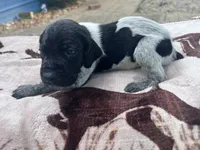 Black roan Male 4, a male German Shorthaired Pointer for sale in Lyons, GA – 2 of 2