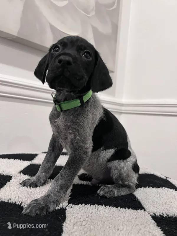 Lime Green Male – German Shorthaired Pointer puppy for sale in Lyons, GA