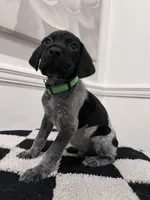 Lime Green Male, a male German Shorthaired Pointer for sale in Lyons, GA – 1 of 1