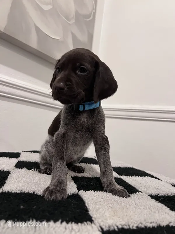 Light Blue Female – German Shorthaired Pointer puppy for sale in Lyons, GA