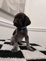 Light Blue Female, a female German Shorthaired Pointer for sale in Lyons, GA – 1 of 3