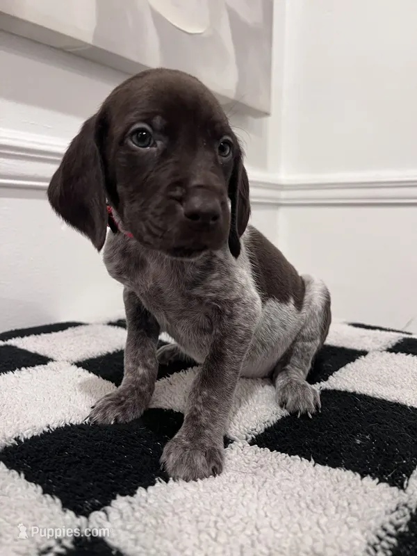 Red Male – German Shorthaired Pointer puppy on hold in Lyons, GA