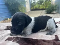 Black Roan Male 5, a male German Shorthaired Pointer for sale in Lyons, GA – 2 of 2