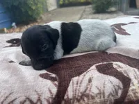 Black Roan Female 1, a female German Shorthaired Pointer for sale in Lyons, GA – 1 of 1