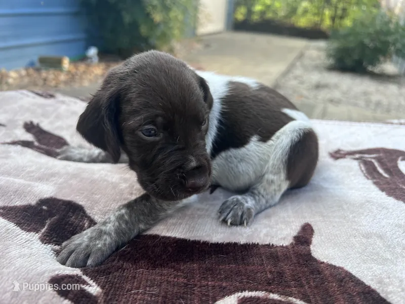 Liver Roan Male 1 – German Shorthaired Pointer puppy for sale in Lyons, GA