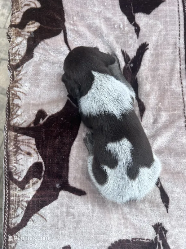 Liver Roan Female 1 – German Shorthaired Pointer puppy for sale in Lyons, GA