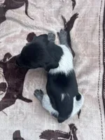 Black Roan Male 5, a male German Shorthaired Pointer for sale in Lyons, GA – 1 of 2