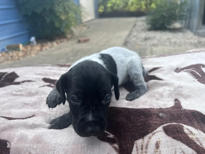 Black Roan Female 2 – German Shorthaired Pointer puppy for sale in Lyons, GA