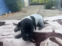 Black Roan Female 2, a female German Shorthaired Pointer for sale in Lyons, GA – 1 of 2