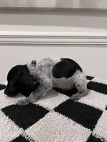 Silver Male, a male German Shorthaired Pointer for sale in Lyons, GA – 2 of 2