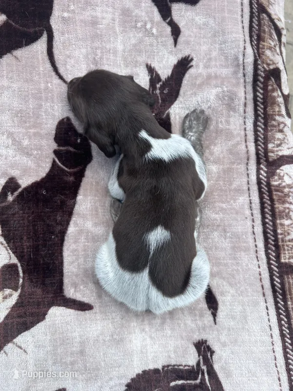 Liver Roan Male 3 – German Shorthaired Pointer puppy for sale in Lyons, GA