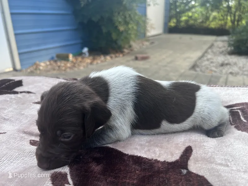 Liver Roan Female 2 – German Shorthaired Pointer puppy for sale in Lyons, GA