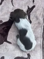 Liver Roan Female 2, a female German Shorthaired Pointer for sale in Lyons, GA – 3 of 3