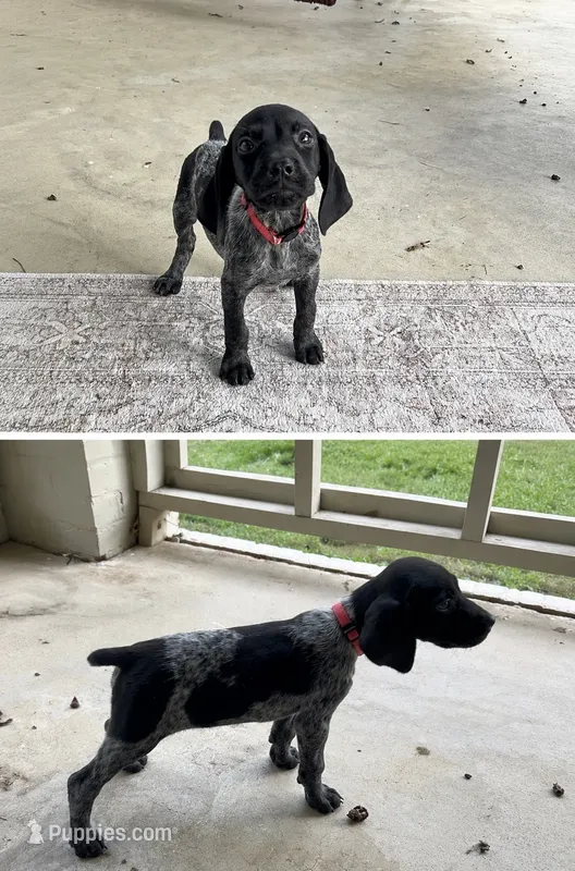 Pink Female – German Shorthaired Pointer puppy for sale in Lyons, GA