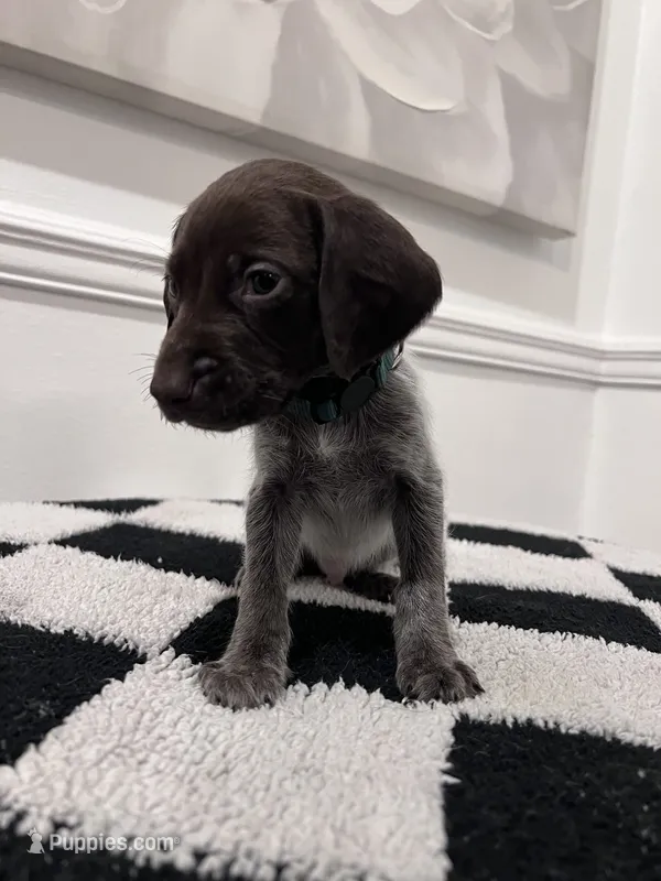 Dark Green Male – German Shorthaired Pointer puppy for sale in Lyons, GA