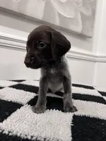 Dark Green Male, a male German Shorthaired Pointer for sale in Lyons, GA – 1 of 2