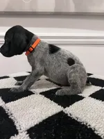 Orange Male, a male German Shorthaired Pointer for sale in Lyons, GA – 2 of 2