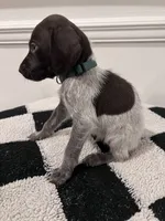 Dark Green Male, a male German Shorthaired Pointer for sale in Lyons, GA – 2 of 2