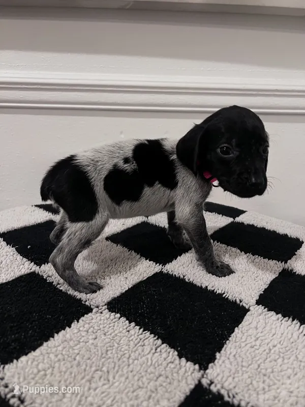 Pink Female – German Shorthaired Pointer puppy for sale in Lyons, GA