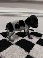 Pink Female, a female German Shorthaired Pointer for sale in Lyons, GA – 1 of 2