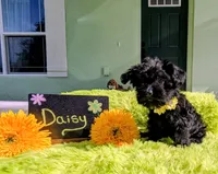 Daisy , a female Yorkipoo for sale in Ocala, FL – 5 of 9