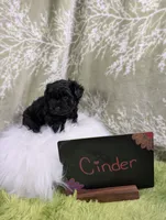 Cinder, a female Yorkipoo for sale in Ocala, FL – 6 of 6
