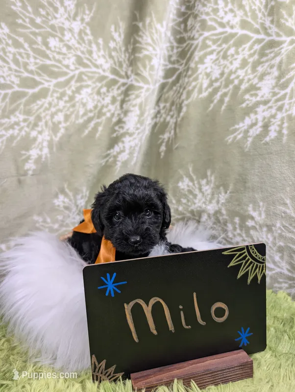 Milo – Yorkipoo puppy for sale in Ocklawaha, FL