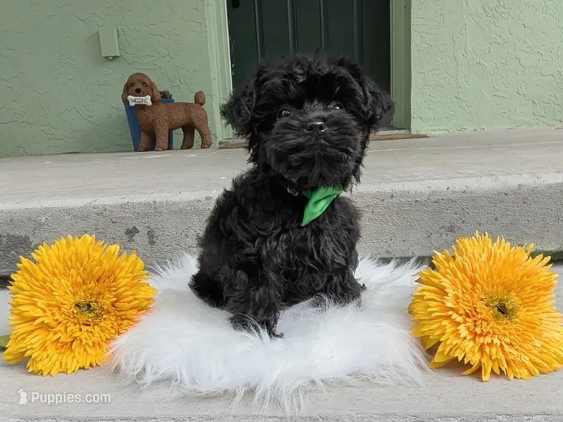 Rex  – Yorkipoo puppy for sale in Ocala, FL