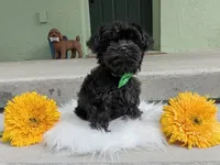 Rex , a male Yorkipoo for sale in Ocala, FL – 1 of 7
