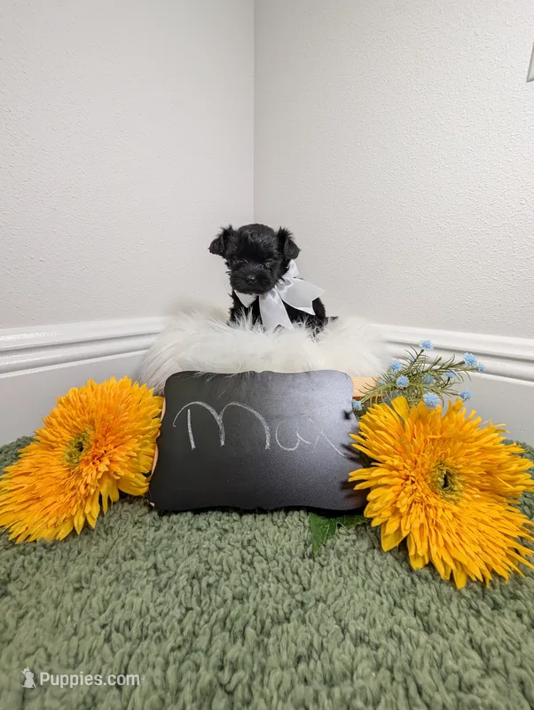 Max – Yorkipoo puppy for sale in Ocala, FL