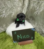 Nico, a male Yorkipoo for sale in Ocala, FL – 2 of 9