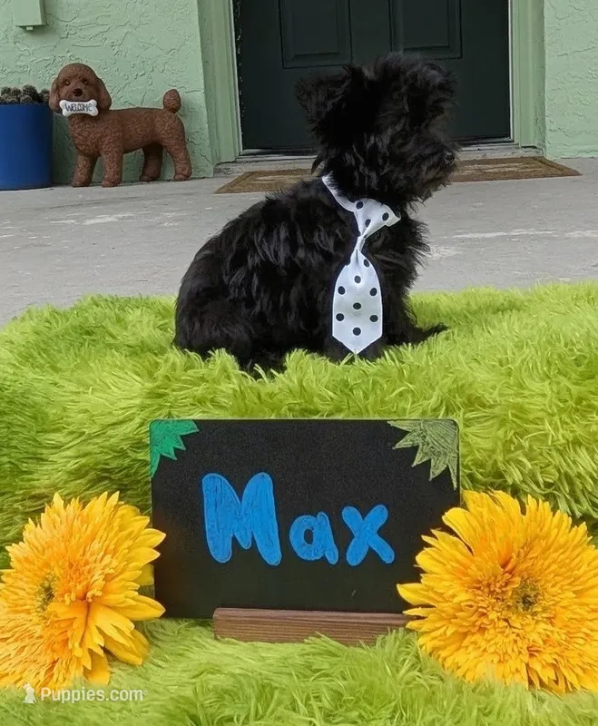 Max – Yorkipoo puppy for sale in Ocala, FL