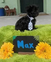 Max, a male Yorkipoo for sale in Ocala, FL – 1 of 9