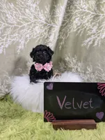 Velvet , a female Yorkipoo for sale in Ocala, FL – 5 of 6