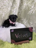 Velvet , a female Yorkipoo for sale in Ocala, FL – 6 of 6