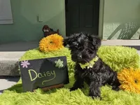 Daisy , a female Yorkipoo for sale in Ocala, FL – 7 of 9