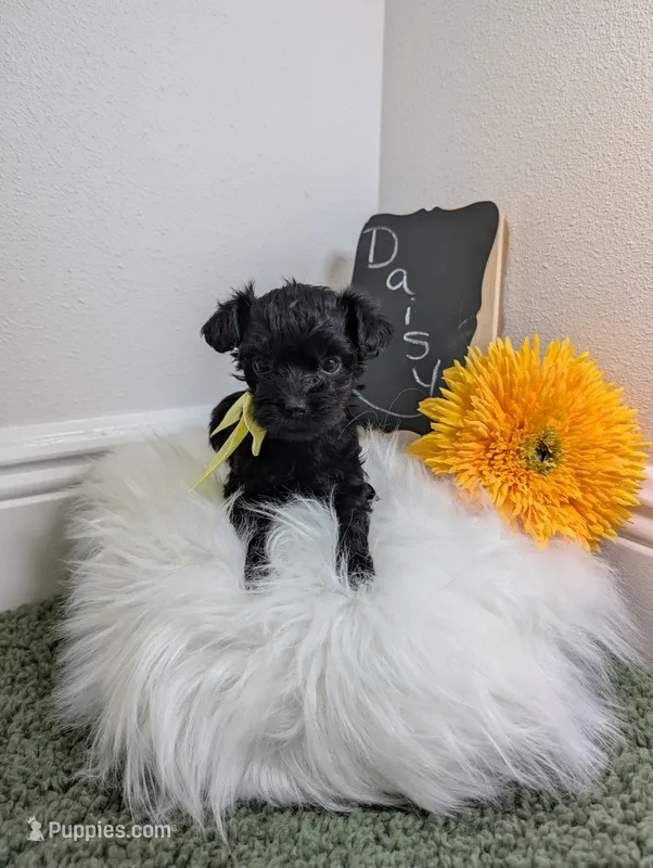 Daisy  – Yorkipoo puppy for sale in Ocala, FL