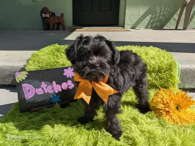 Dutches – Yorkipoo puppy for sale in Ocala, FL