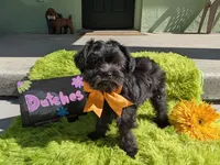 Dutches, a female Yorkipoo for sale in Ocala, FL – 2 of 8