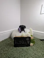Lilly, a female Yorkipoo for sale in Ocala, FL – 3 of 5