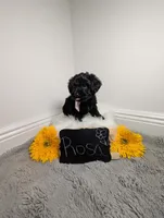 Rosa, a female Yorkipoo for sale in Ocala, FL – 2 of 5