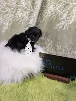 Binx, a male Yorkipoo for sale in Ocala, FL – 8 of 8