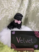 Velvet , a female Yorkipoo for sale in Ocala, FL – 3 of 6