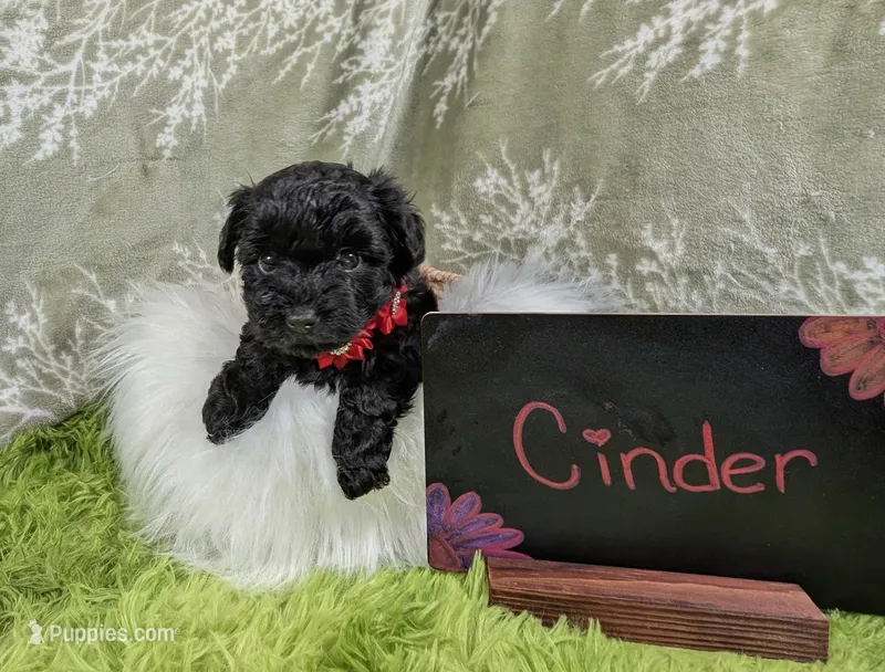 Cinder – Yorkipoo puppy for sale in Ocala, FL
